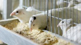 Казанские учёные выводят новый гибрид для промышленного птицеводства